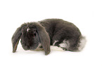lop-eared bunny