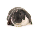 lop-eared bunny