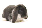 lop-eared bunny