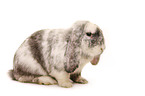 lop-eared bunny