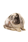 lop-eared bunny