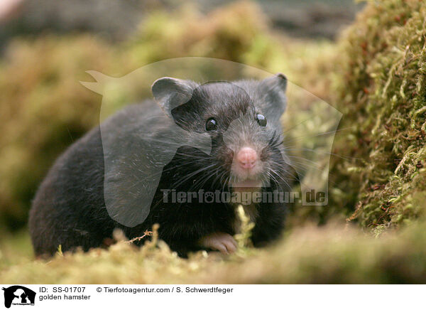 golden hamster / SS-01707