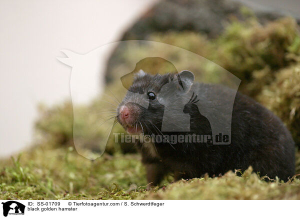 black golden hamster / SS-01709