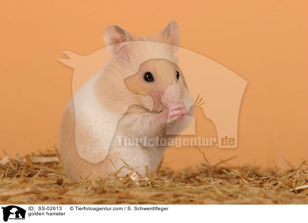 golden hamster / SS-02613