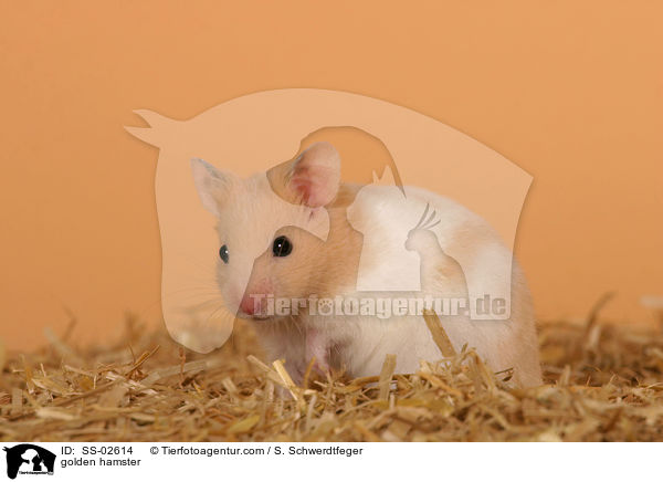 golden hamster / SS-02614
