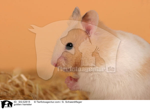 golden hamster / SS-02615