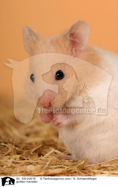 Goldhamster / golden hamster / SS-02616