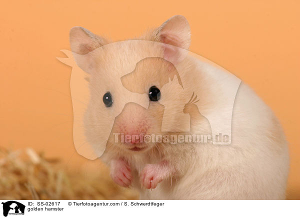 golden hamster / SS-02617