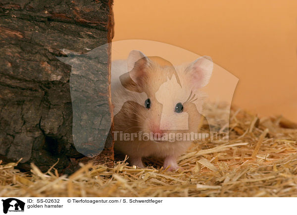 Goldhamster / golden hamster / SS-02632