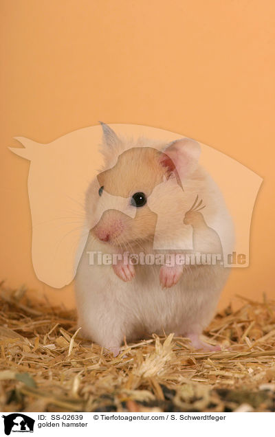 Goldhamster / golden hamster / SS-02639