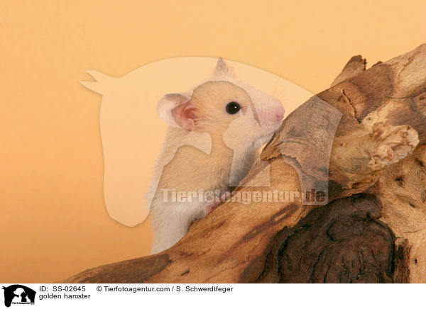 Goldhamster / golden hamster / SS-02645