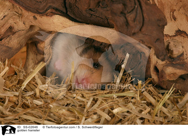 golden hamster / SS-02646