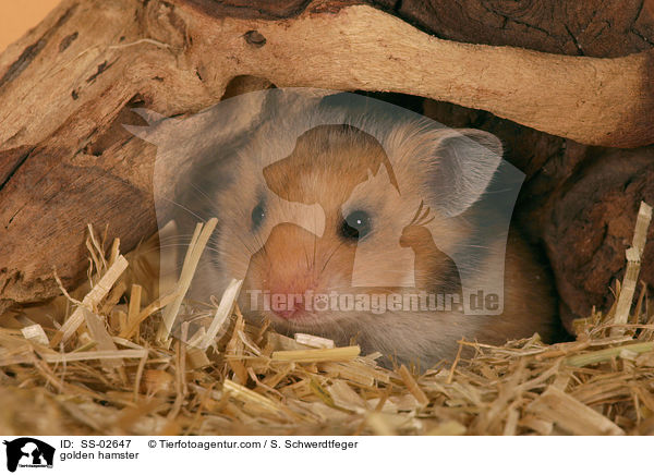 golden hamster / SS-02647