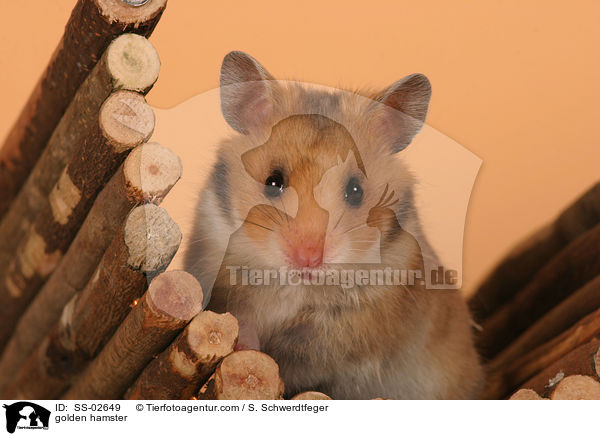 golden hamster / SS-02649