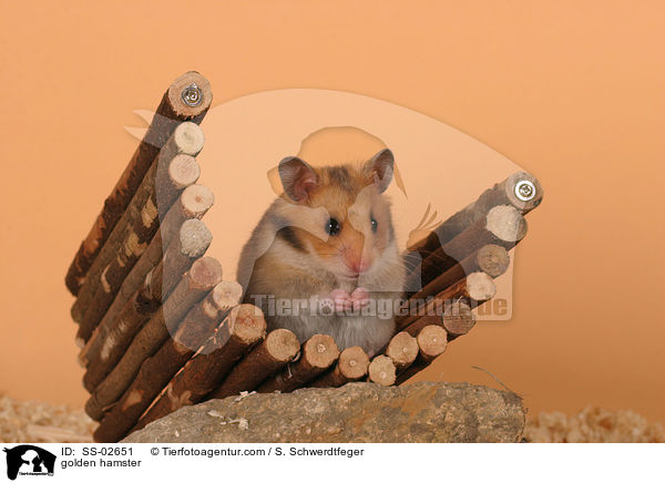golden hamster / SS-02651