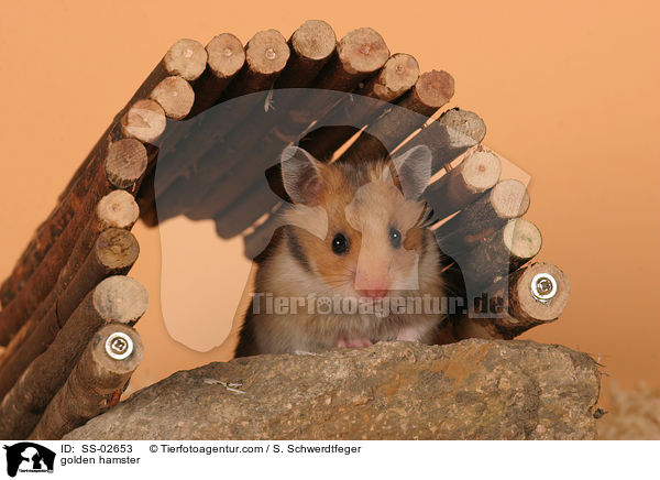 golden hamster / SS-02653