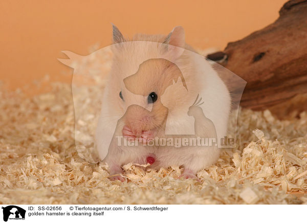 golden hamster is cleaning itself / SS-02656