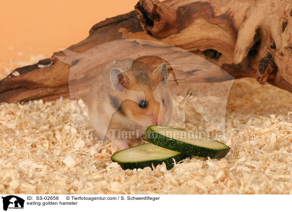 eating golden hamster / SS-02658
