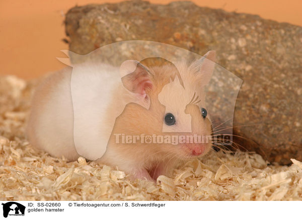 golden hamster / SS-02660