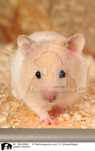 Goldhamster / golden hamster / SS-02662