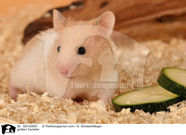 golden hamster / SS-02663