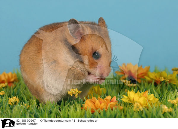 golden hamster / SS-02667