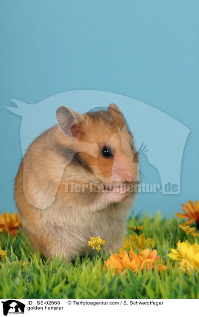 golden hamster / SS-02668