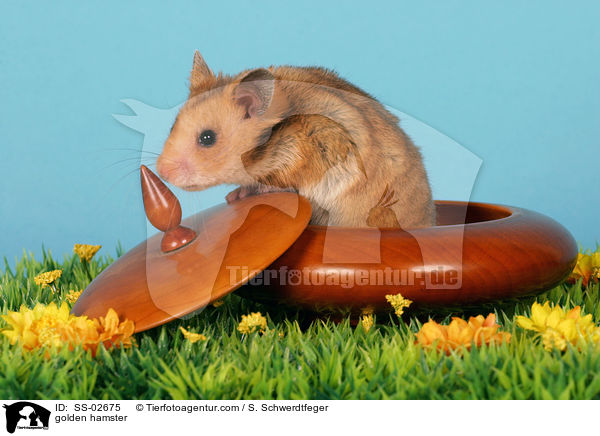 golden hamster / SS-02675