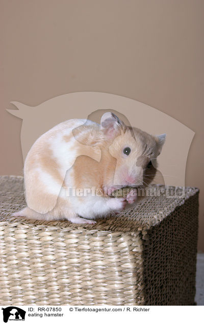 eating hamster / RR-07850