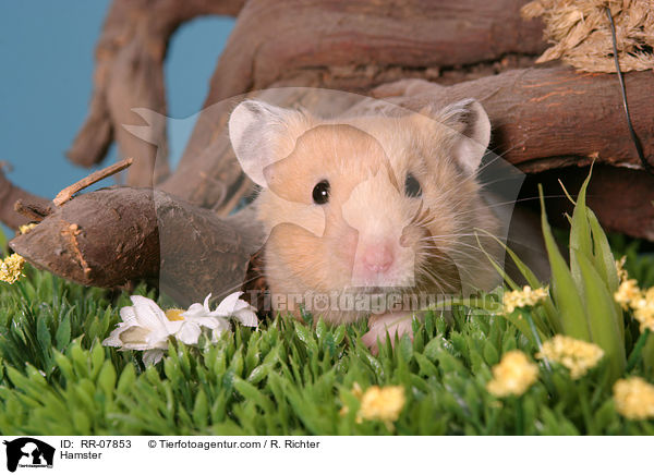 Hamster / RR-07853