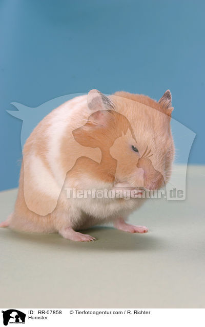 Goldhamster / Hamster / RR-07858