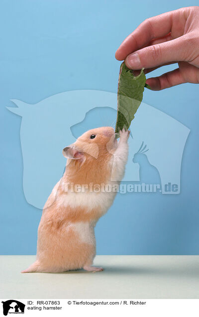 eating hamster / RR-07863