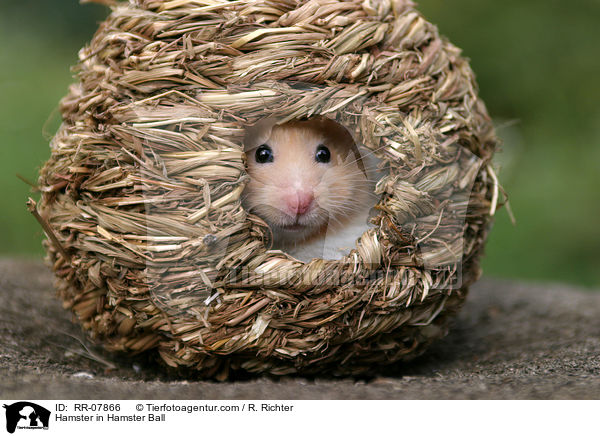 Hamster in Hamster Ball / RR-07866