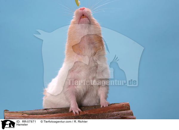 Goldhamster / Hamster / RR-07871