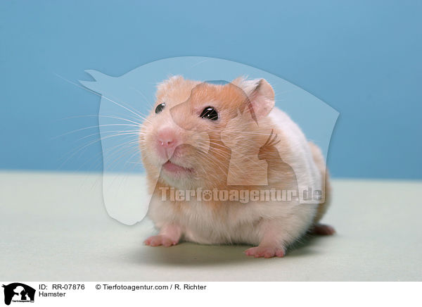 Hamster / RR-07876