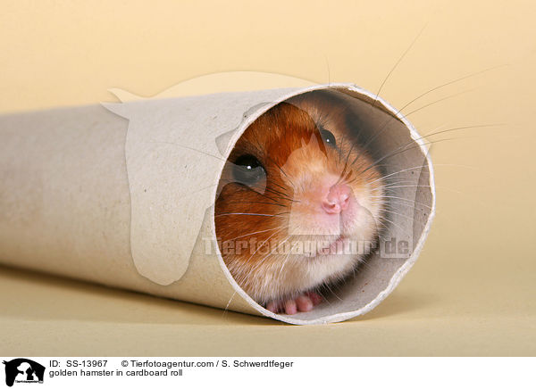 Goldhamster in Papprolle / golden hamster in cardboard roll / SS-13967