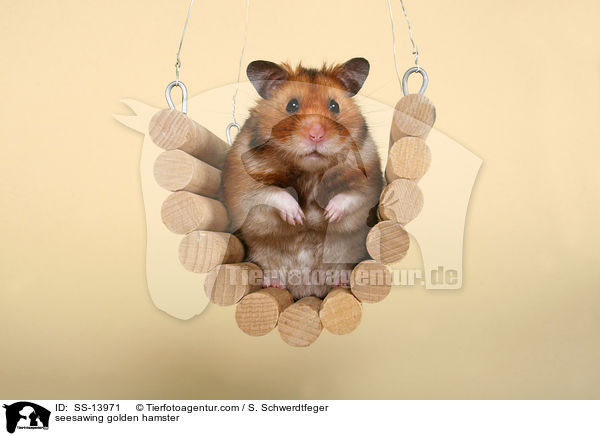 seesawing golden hamster / SS-13971