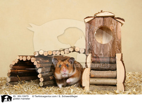 golden hamster / SS-13975