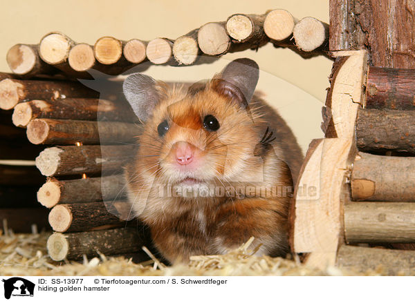 hiding golden hamster / SS-13977