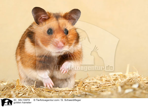 golden hamster / SS-13979