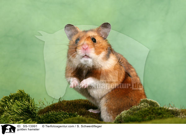 golden hamster / SS-13991