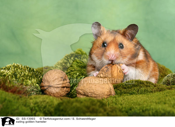 eating golden hamster / SS-13993