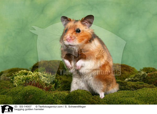 begging golden hamster / SS-14007