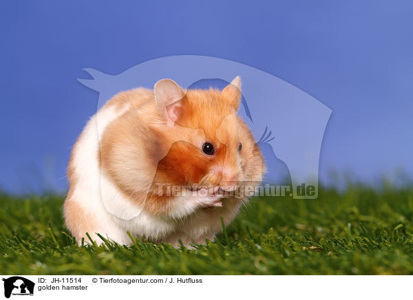 Goldhamster / golden hamster / JH-11514