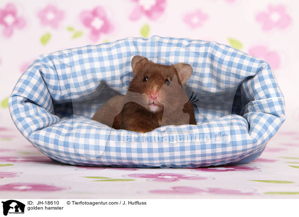 golden hamster / JH-18610