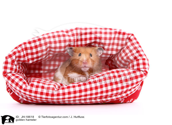 golden hamster / JH-18618