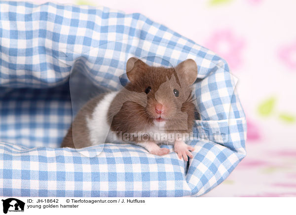 junge Goldhamster / young golden hamster / JH-18642