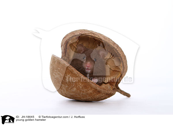 junge Goldhamster / young golden hamster / JH-18645