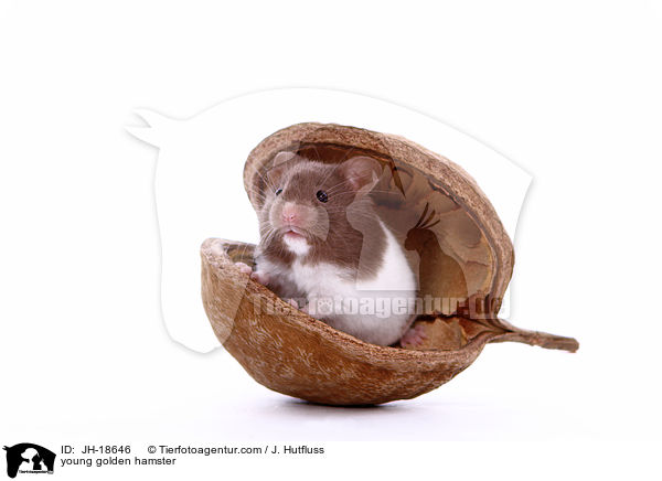 junge Goldhamster / young golden hamster / JH-18646