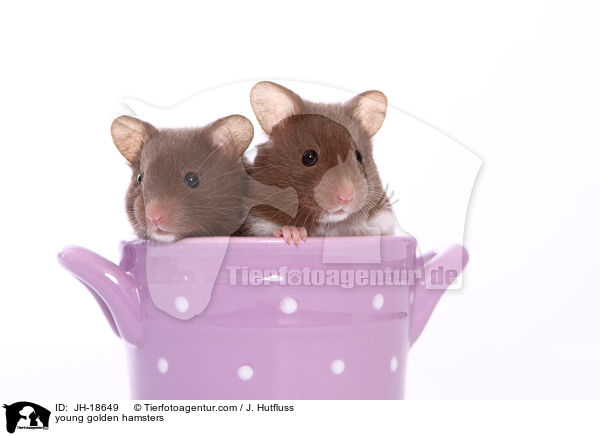 young golden hamsters / JH-18649